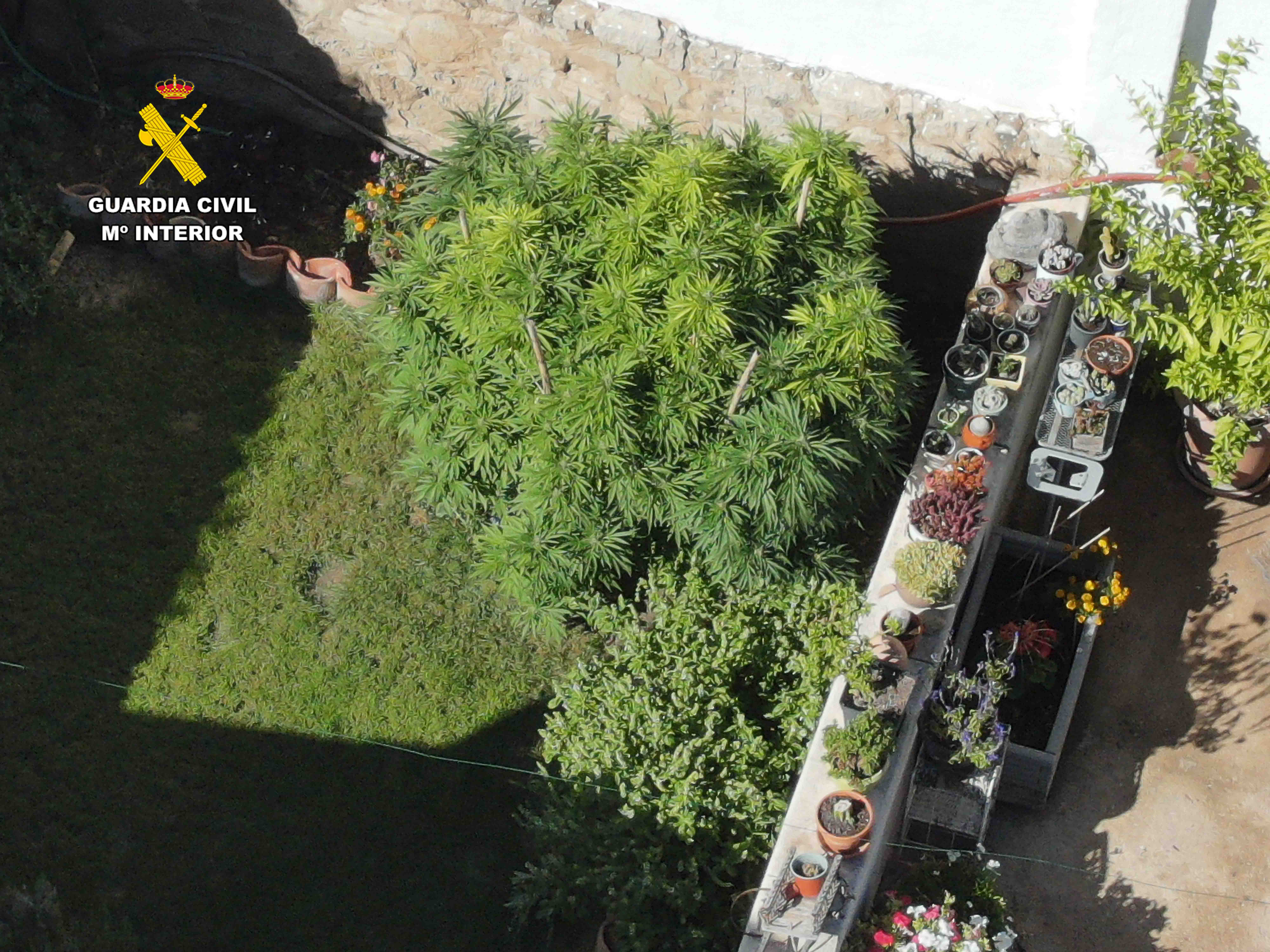 Desmantelada una plantación de marihuana en Arrúbal