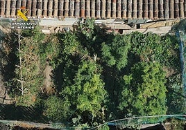 El olor a marihuana en todo Arrúbal los delató: desmantelada una plantación y detenidas dos personas