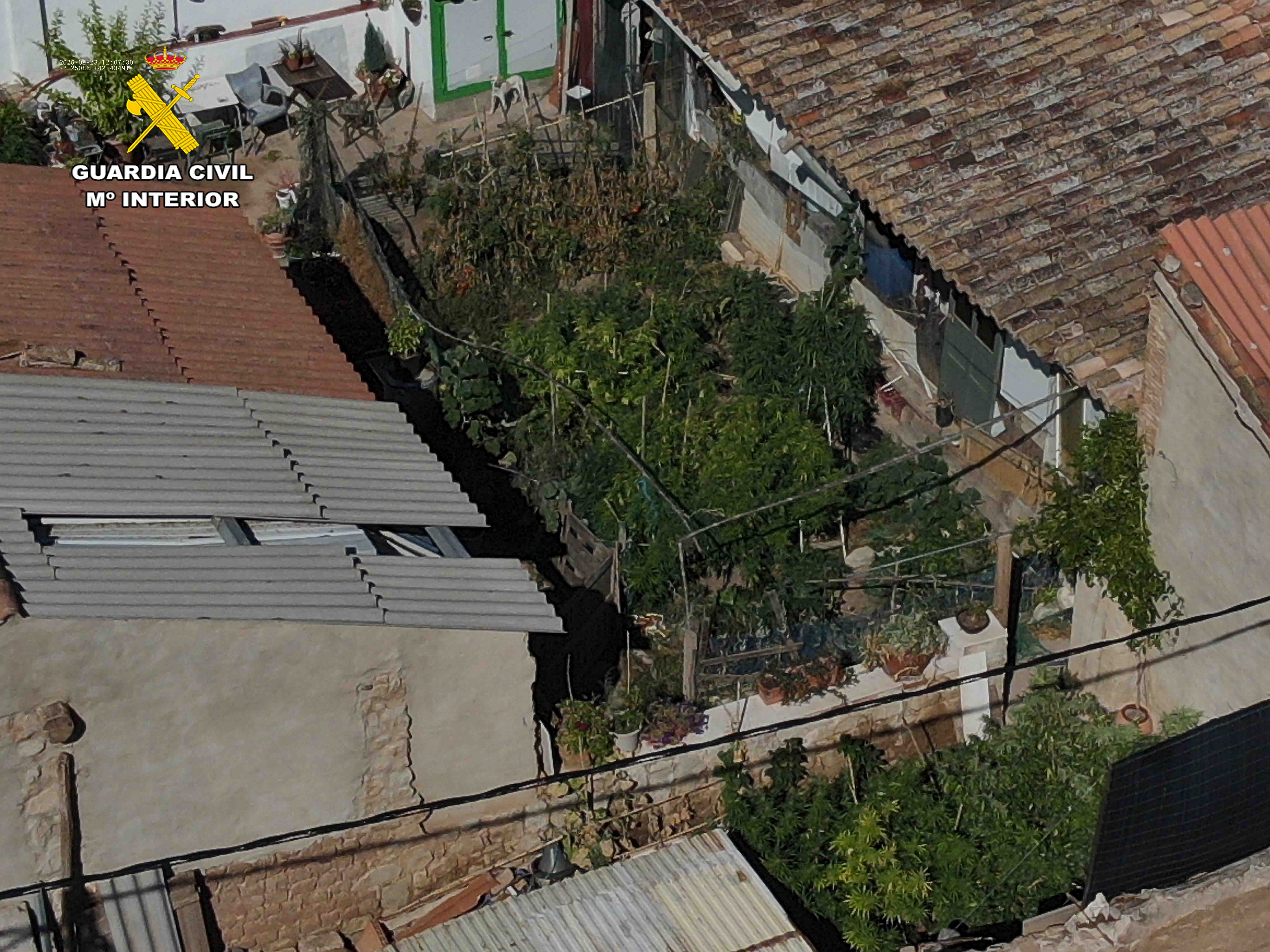 Desmantelada una plantación de marihuana en Arrúbal