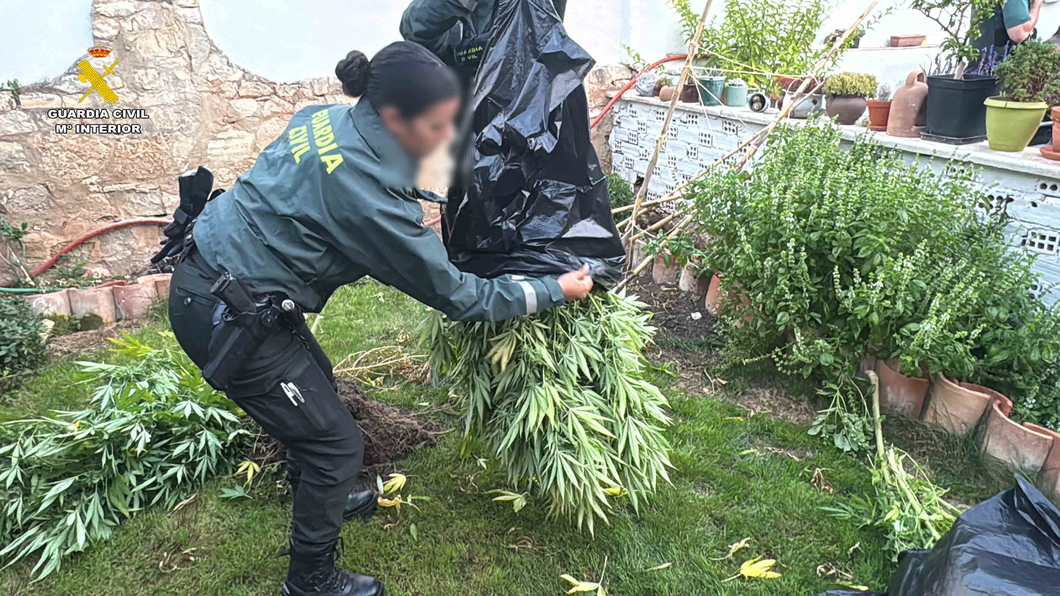 Desmantelada una plantación de marihuana en Arrúbal