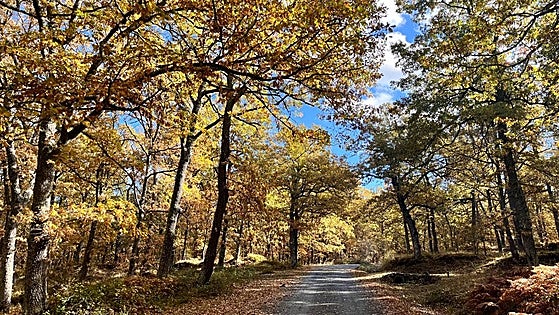 El otoño transforma los paisajes riojanos