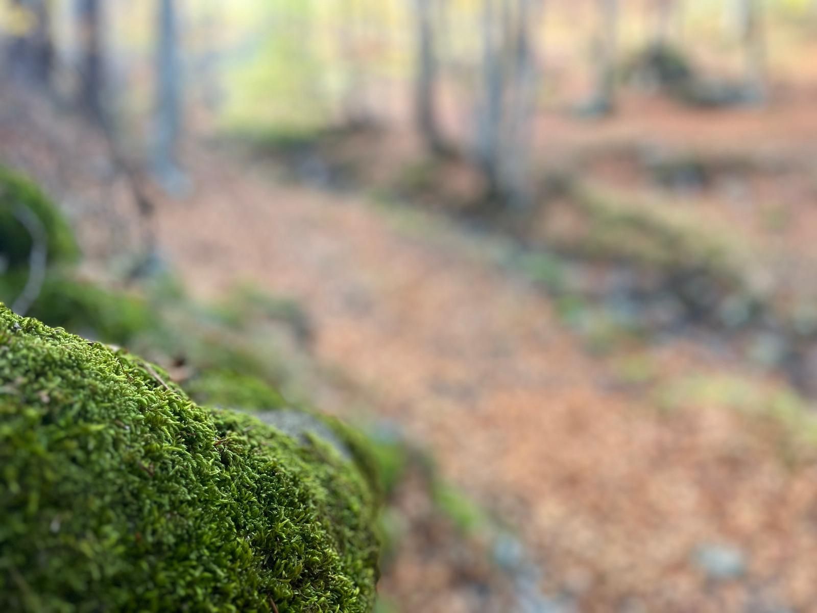 El otoño transforma los paisajes riojanos