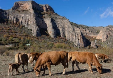 La nueva enfermedad de las vacas pone en alerta a más de 31.000 animales en La Rioja