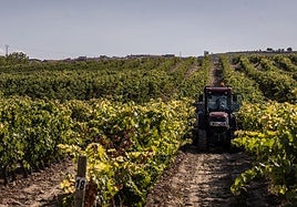 Imagen de la vendimia recién terminada.