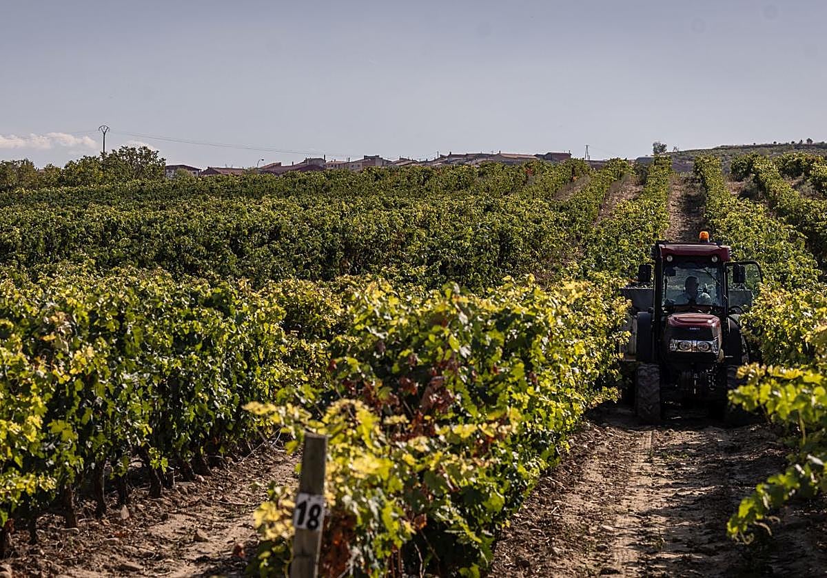 Imagen de la vendimia recién terminada.