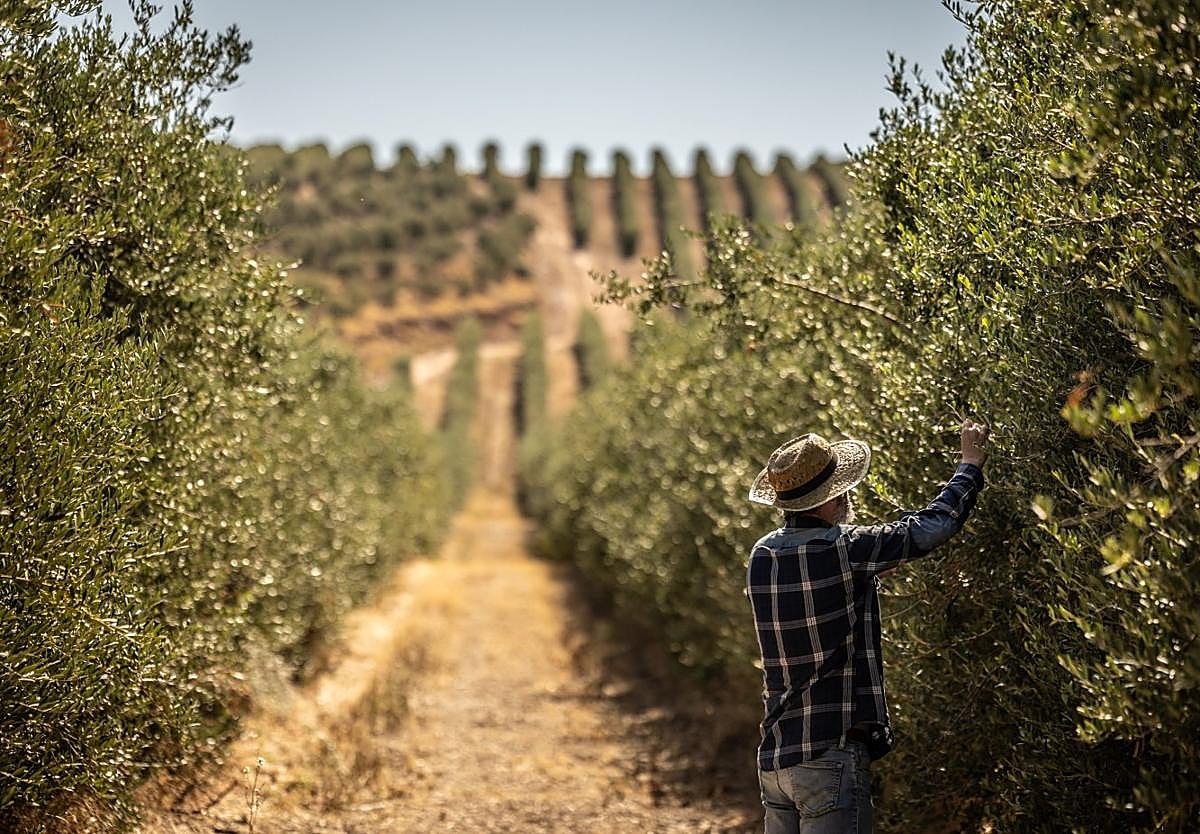 Un agricultor comprueba el estado de sus olivos.