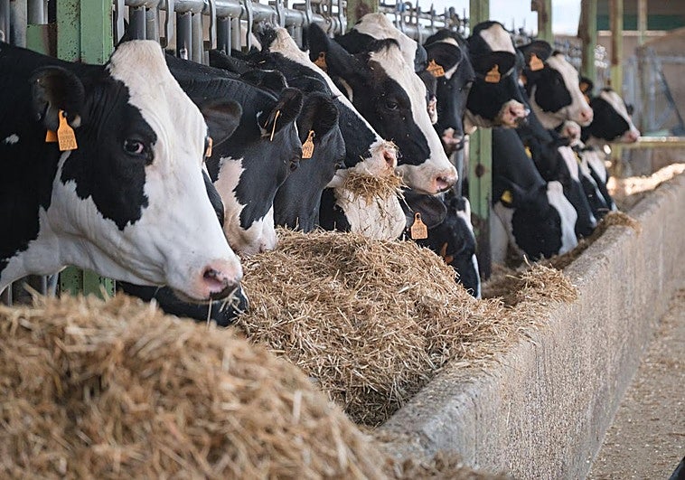 Vacas comen paja en una explotación de ganado de La Rioja.