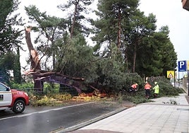 Algunos árboles han sufrido desprendimientos de ramas, como en la tormenta del 5 de julio de 2024.