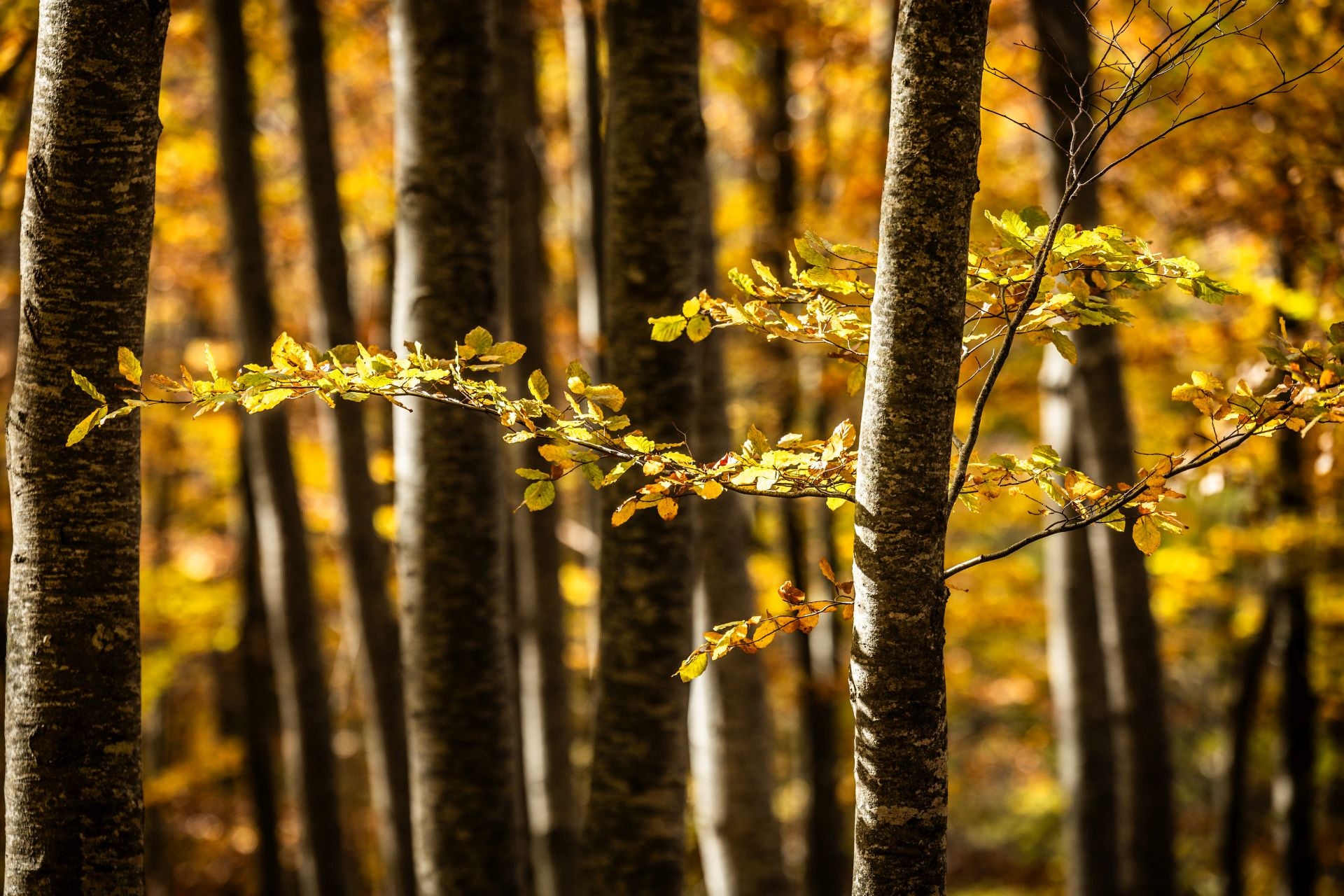 Alrededores de la ermita de la Virgen de Lomos de Orios