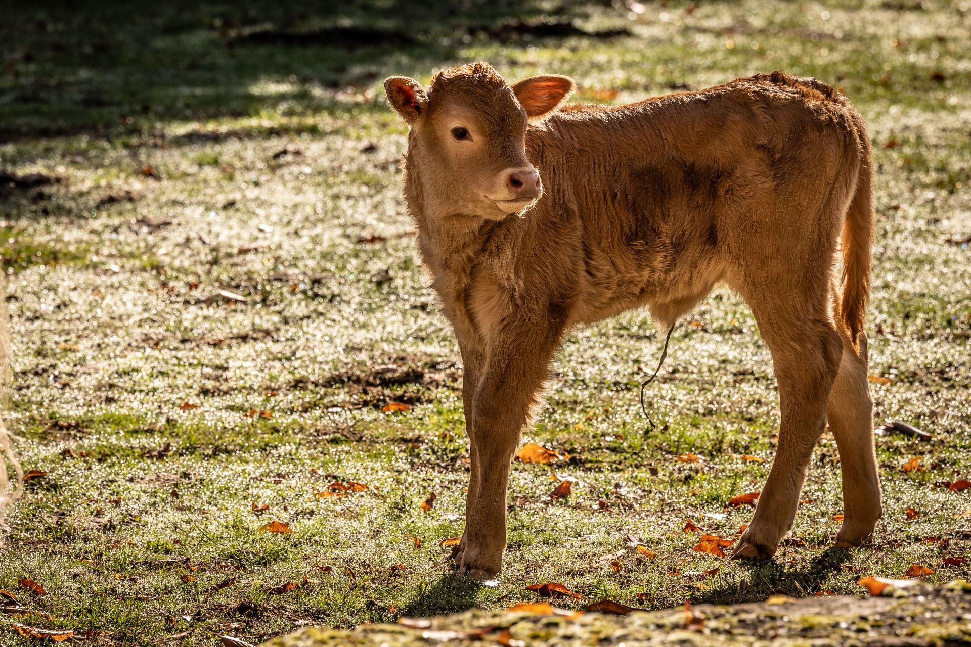 Área recreativa del Achichuelo