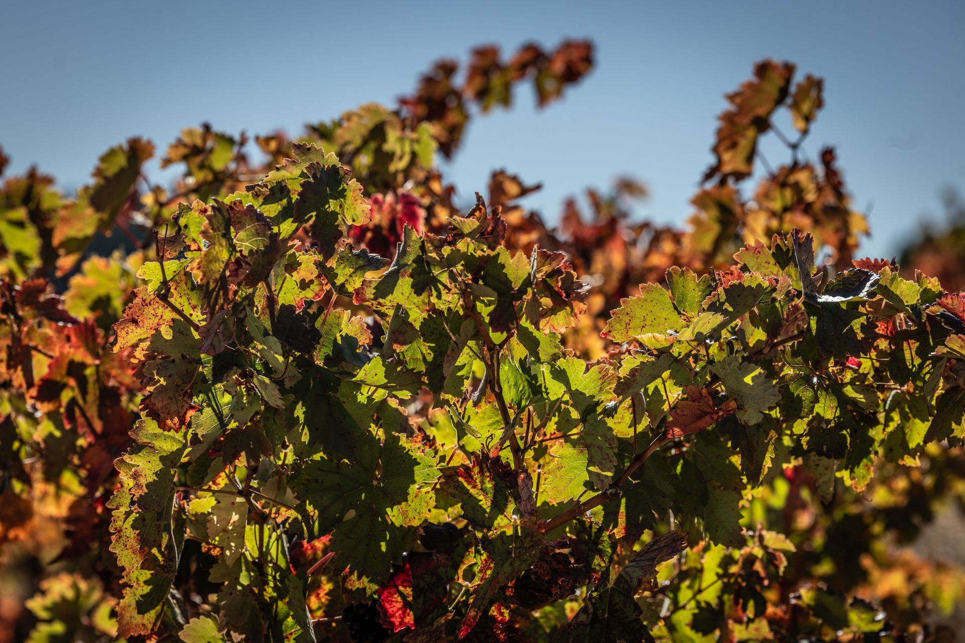 Entorno del castillo de Davalillo, en San Asensio