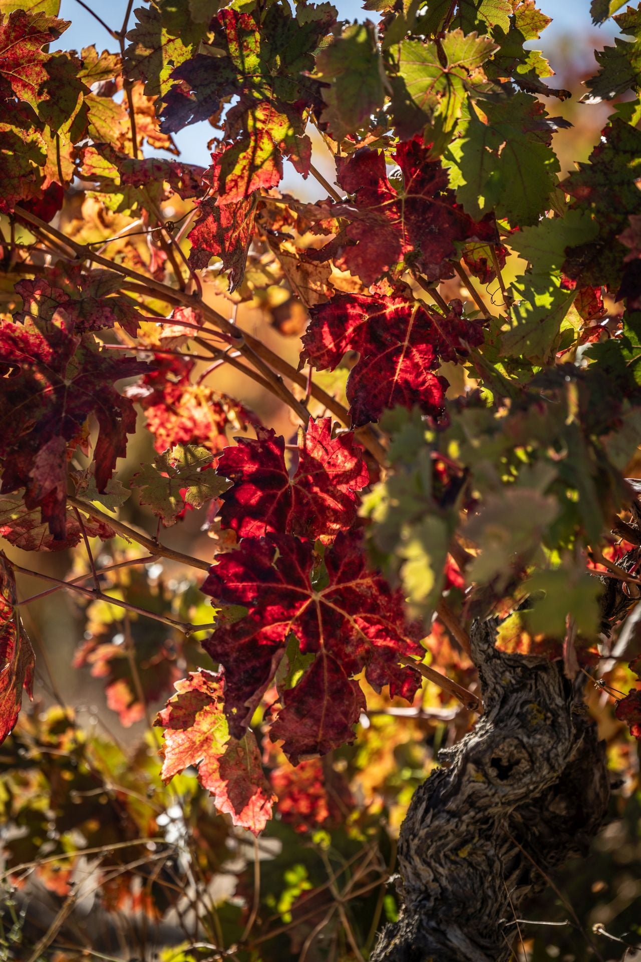 Entorno del castillo de Davalillo, en San Asensio