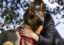 Perro de soporte emocional para ayudar a mujeres inseguras por violencia de género.