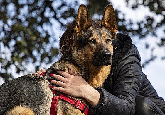 Perro de soporte emocional para ayudar a mujeres inseguras por violencia de género.