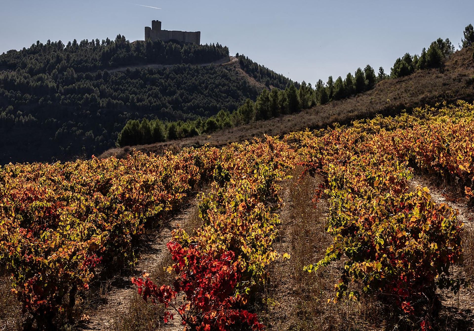 El otoño viste de color los viñedos y bosques de La Rioja | La Rioja
