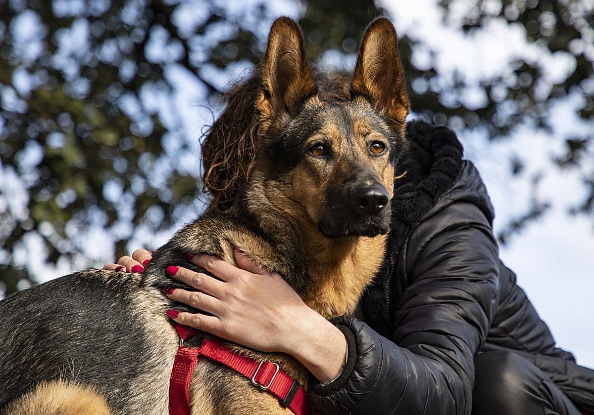 Perro de soporte emocional para ayudar a mujeres inseguras por violencia de género.