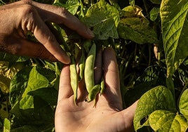 Un agricultor comprueba el estado de las vainas de esta campaña.