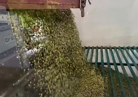 Recepción de oliva en la Almazara Riojana de Aldeanueva de Ebro y primer 'zumo' de aceituna AOVE Virgen Extra sin filtrar.