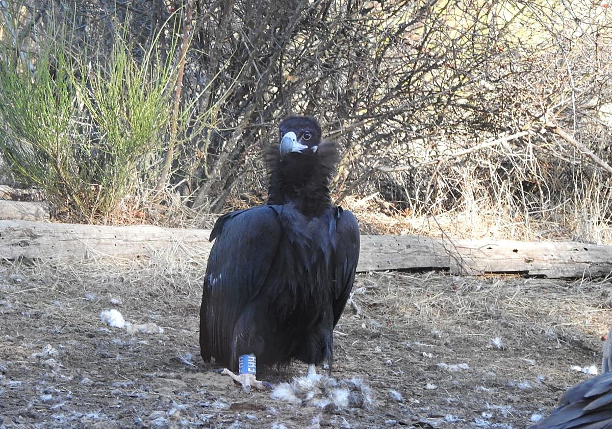 'Iregua' ya sobrevuela la Sierra de la Demanda tras recuperarse de una caída del nido
