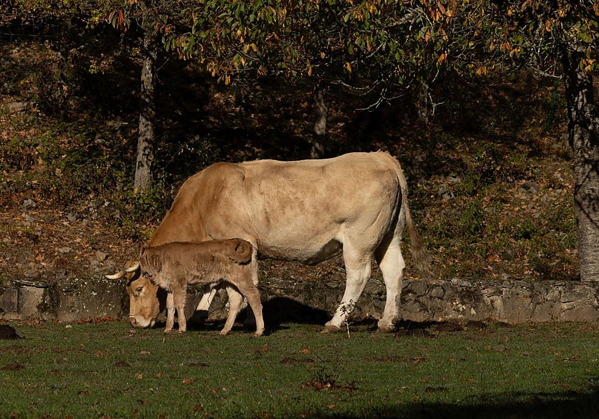 Una vaca y su cría, pastando en los Cameros.