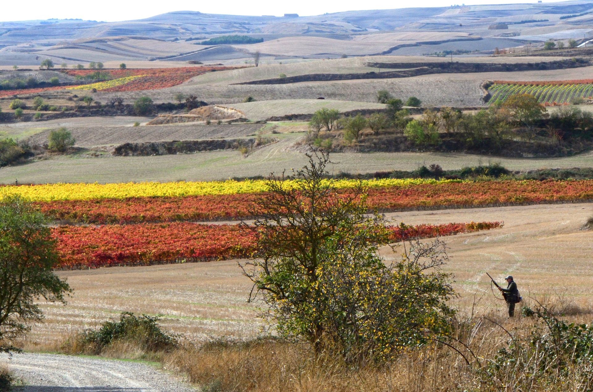 Otoño en el viñedo riojano: abstenerse conductores