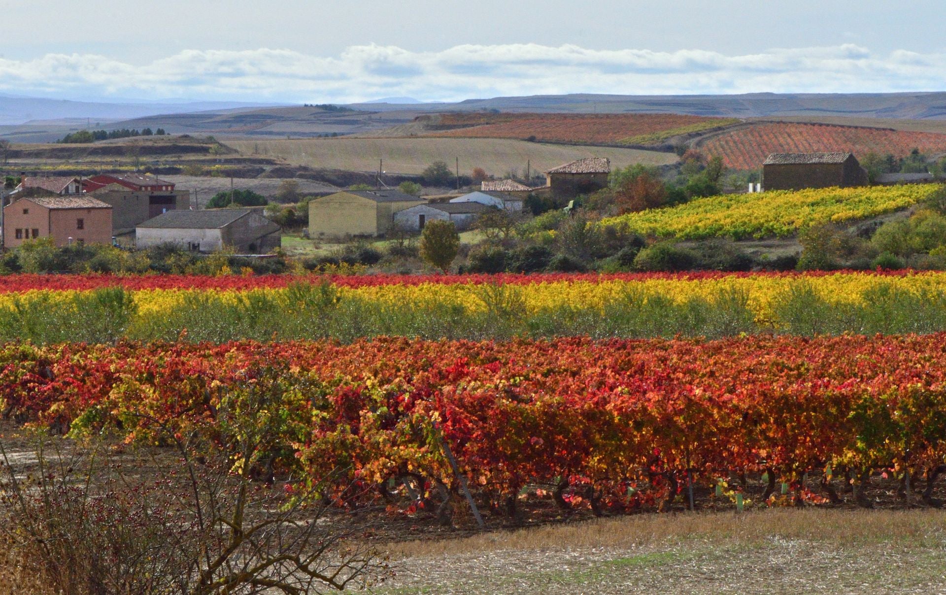 Otoño en el viñedo riojano: abstenerse conductores