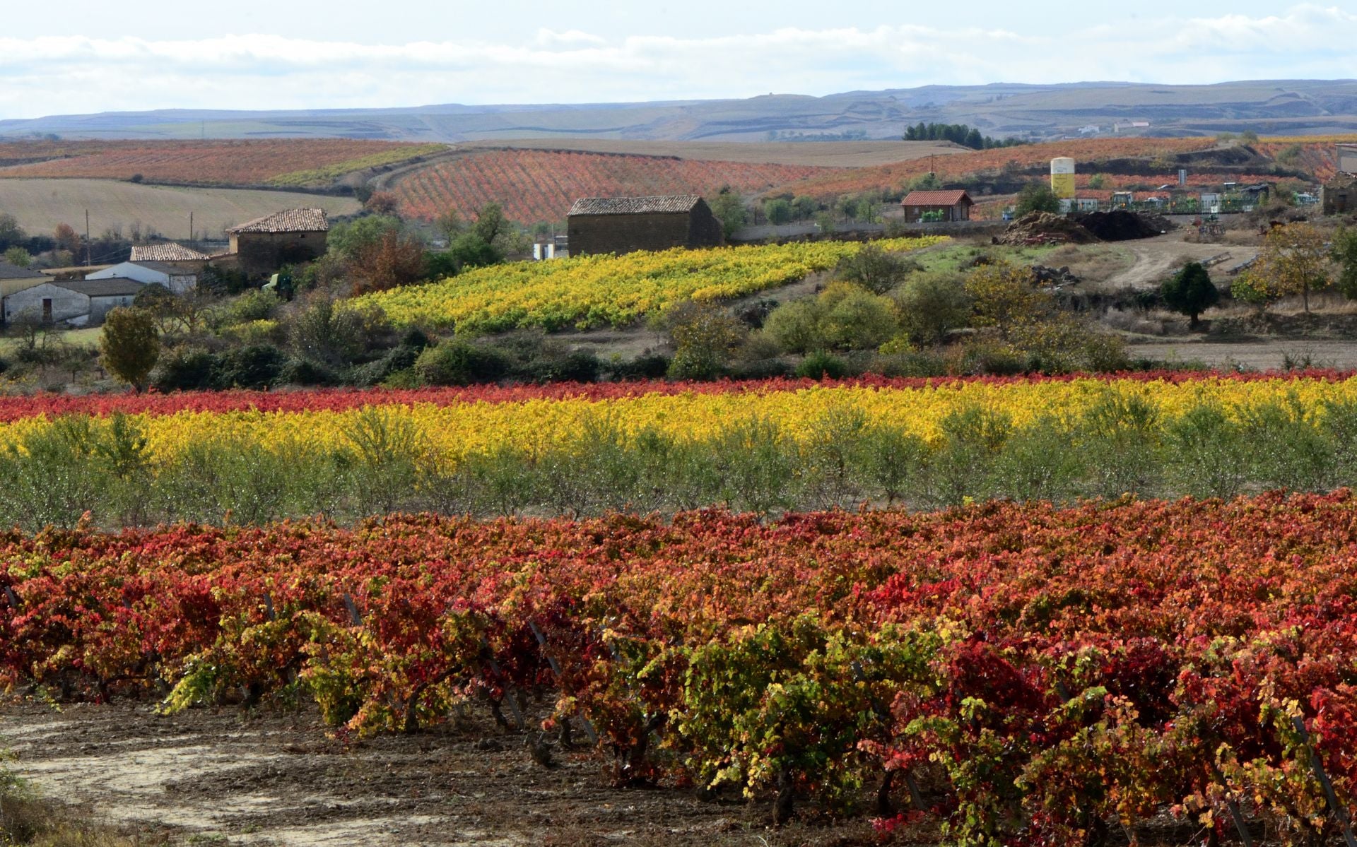 Otoño en el viñedo riojano: abstenerse conductores