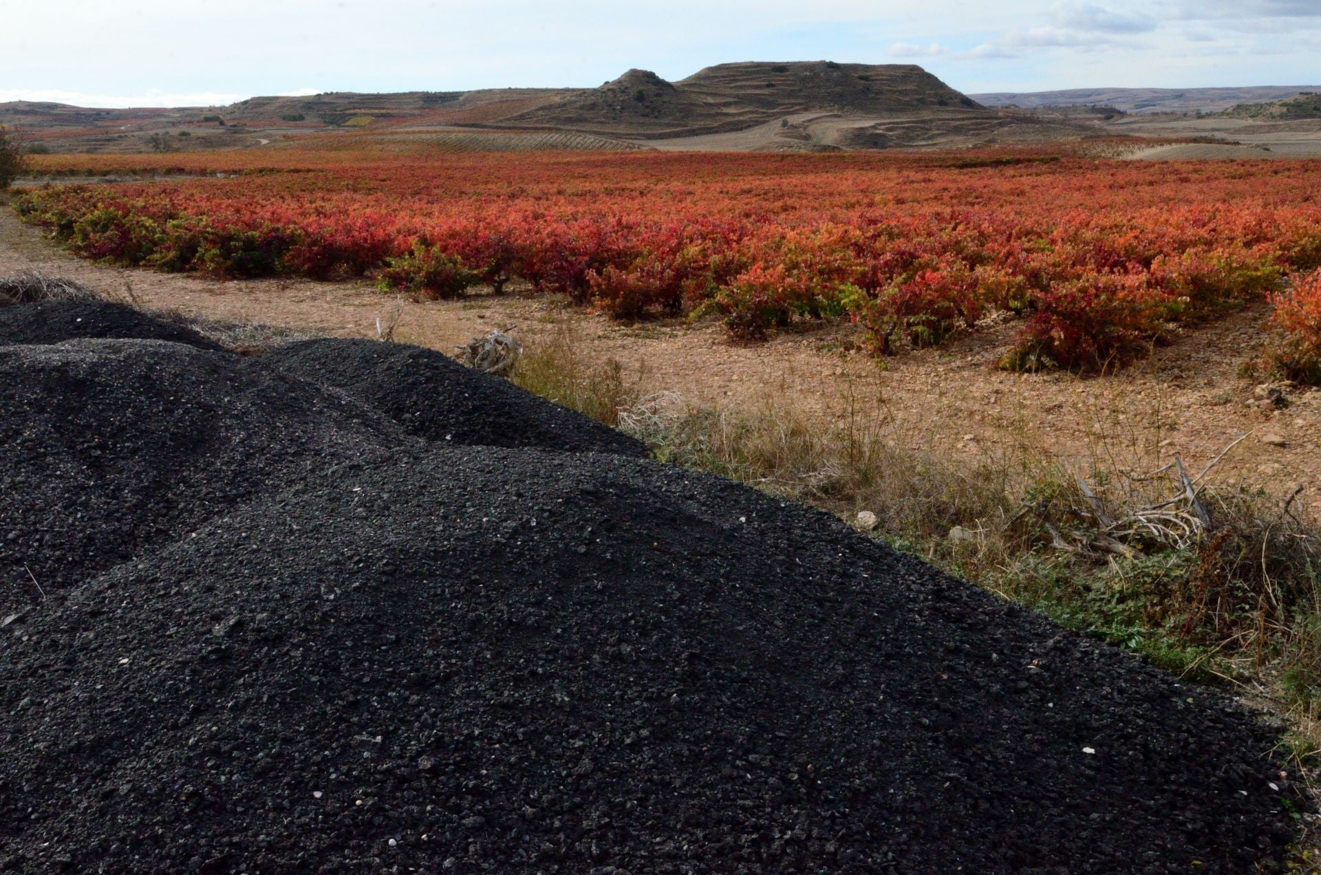 Otoño en el viñedo riojano: abstenerse conductores