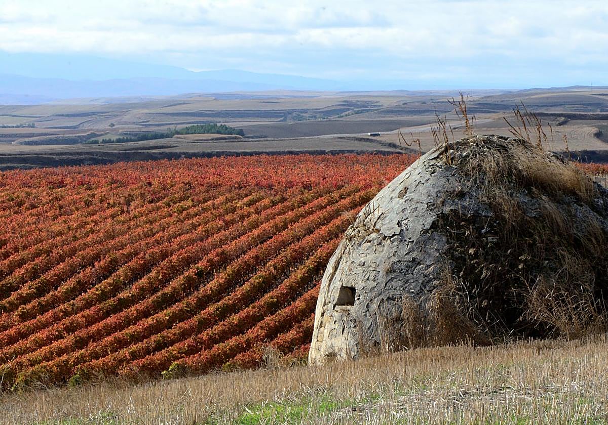 Otoño en el viñedo riojano: abstenerse conductores | La Rioja