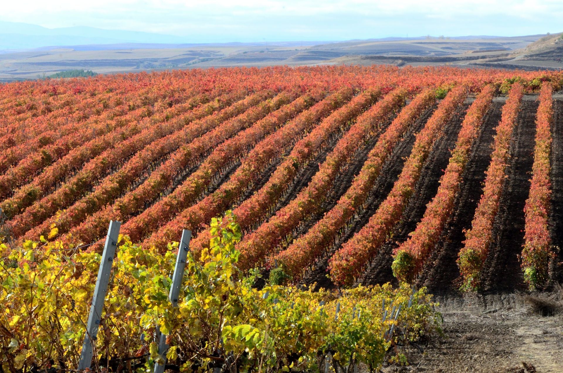 Otoño en el viñedo riojano: abstenerse conductores