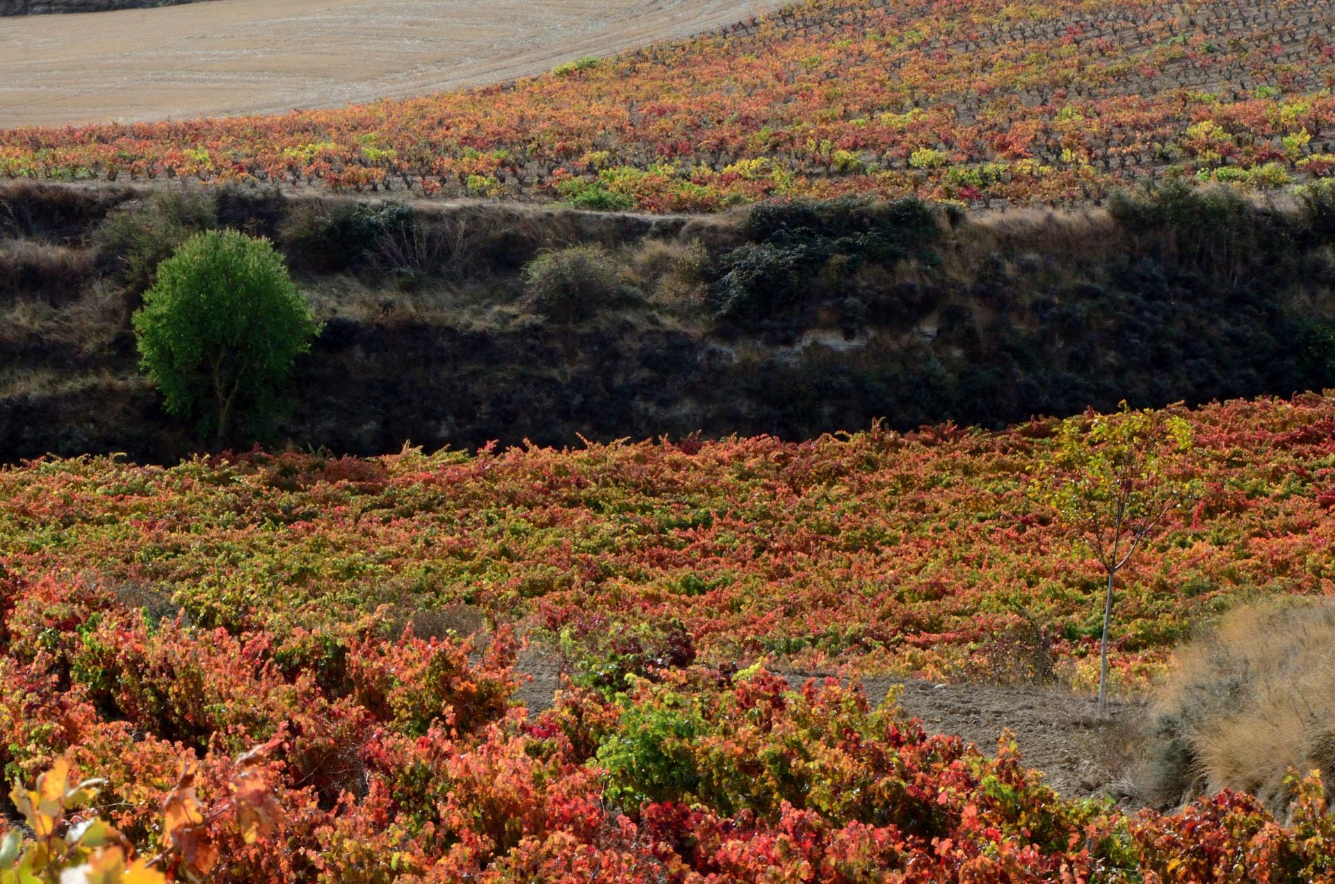 Otoño en el viñedo riojano: abstenerse conductores