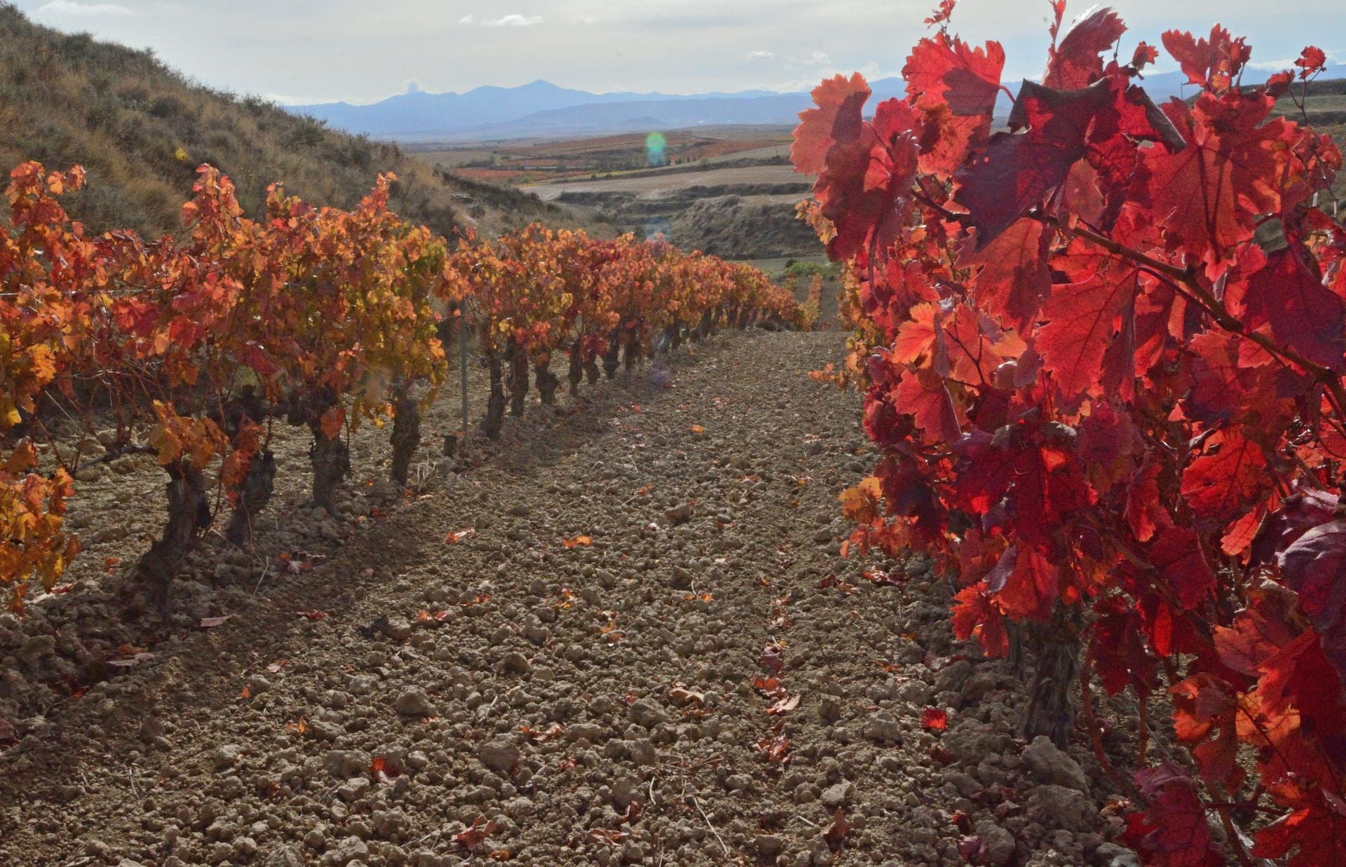 Otoño en el viñedo riojano: abstenerse conductores