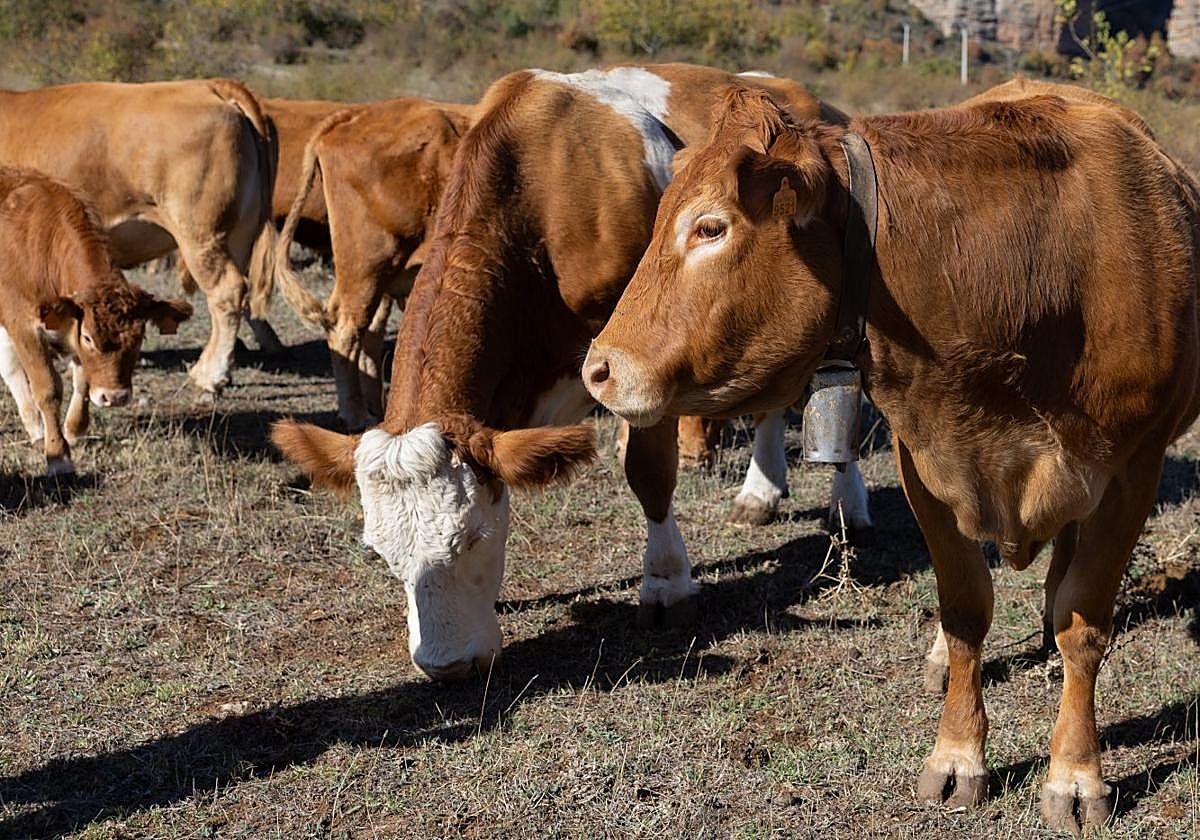 La ternera ecológica, protagonista este mes de noviembre.