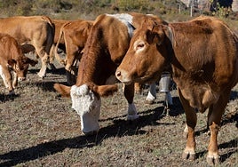 La ternera ecológica, protagonista este mes de noviembre.