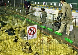 Patos y gallinas durante una edición pasada de la exposición avícola de Albelda de Iregua.