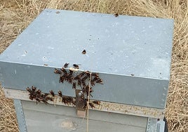 Ejemplares de avispa asiática rodean una colmena de abejas en Leza de Río Leza.