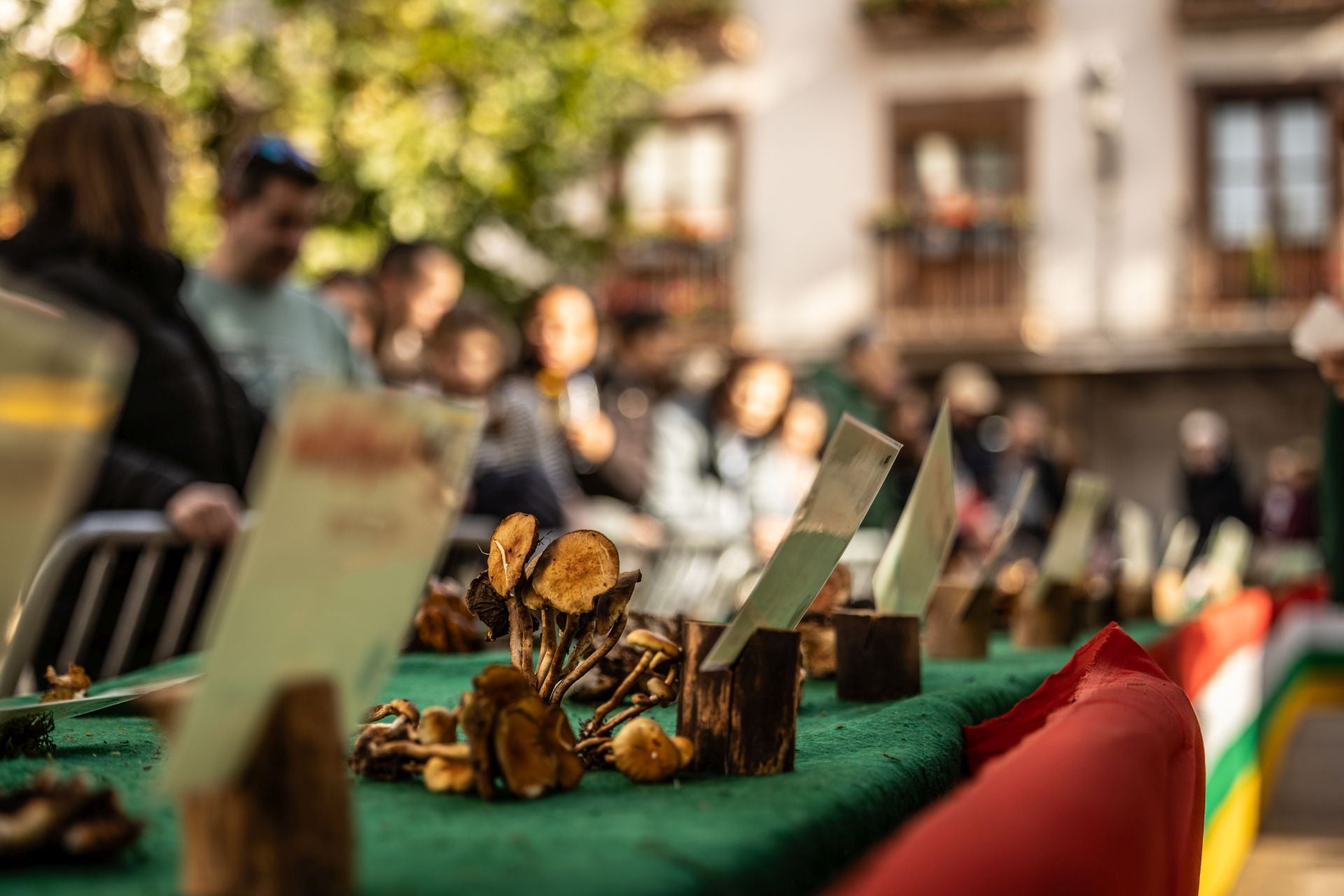 Las imágenes de las Jornadas Micológicas en La Rioja