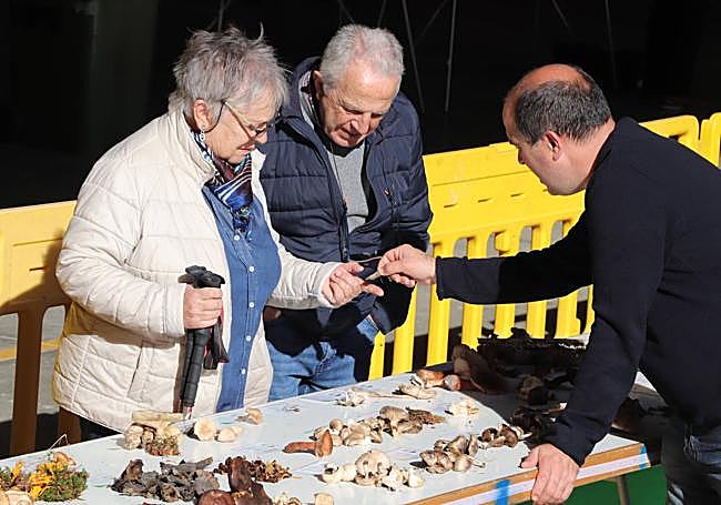 Muestra de setas en el frontón de Arnedillo.