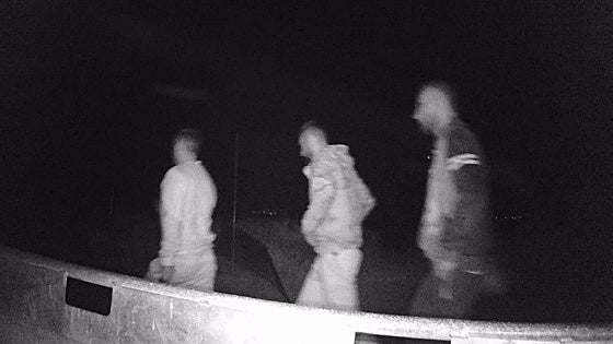 Los ladrones que volvían: entran tres veces en una granja hasta llevarse 77 corderos