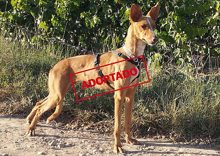 Terra, una perra sociable y tranquila en los paseos que necesita un hogar