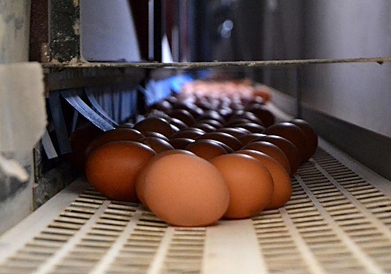 ¿Cuánto cuestan los huevos en los supermercados?