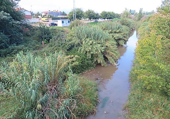La caña común ha invadido buena parte de las dos márgenes del paso del Alhama por el casco urbano alfareño.