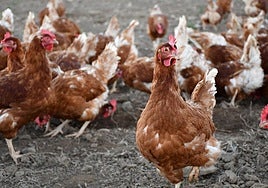 Unas gallinas en una explotación riojana.