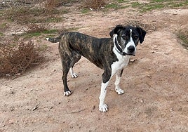 Polka, a la tercera va la vencida