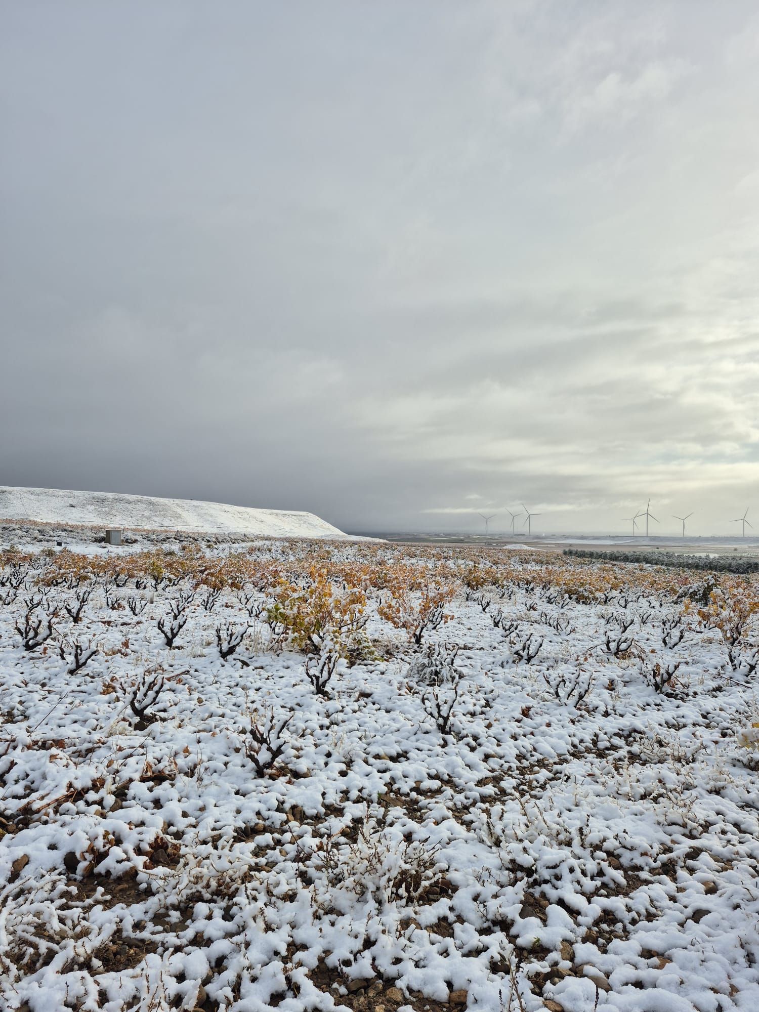 Viñedos en Yerga, en Alfaro.