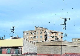 Demasiados pájaros que lo ensucian todo en el centro, hoy en La Guindilla.