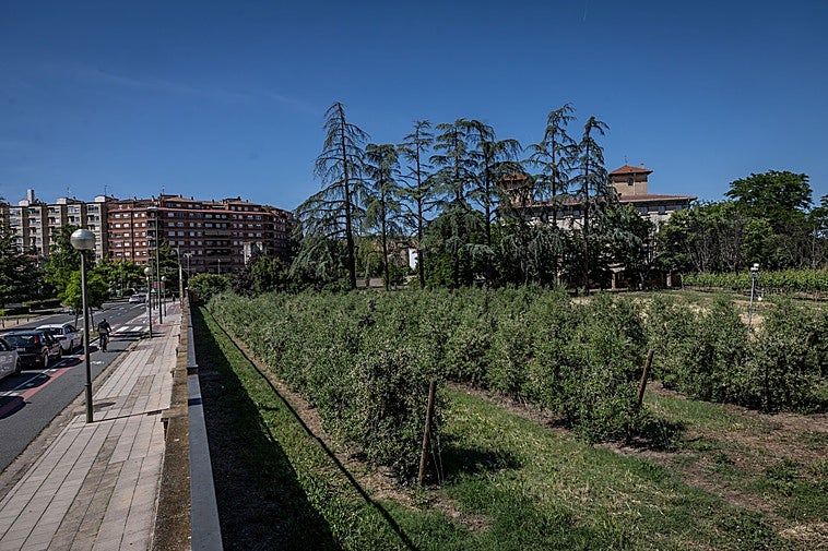 Traseras de Corazonistas, entre avenida de la Paz y obispo Fidel García, donde se levantará el edificio para Medicina.