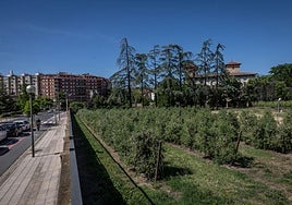 Traseras de Corazonistas, entre avenida de la Paz y obispo Fidel García, donde se levantará el edificio para Medicina.