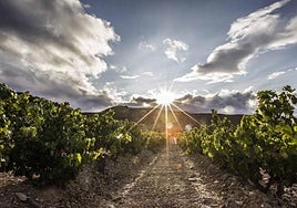 Viñedo riojano.