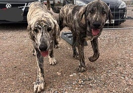 Los mastines aparecidos en Nájera junto a la N-120.